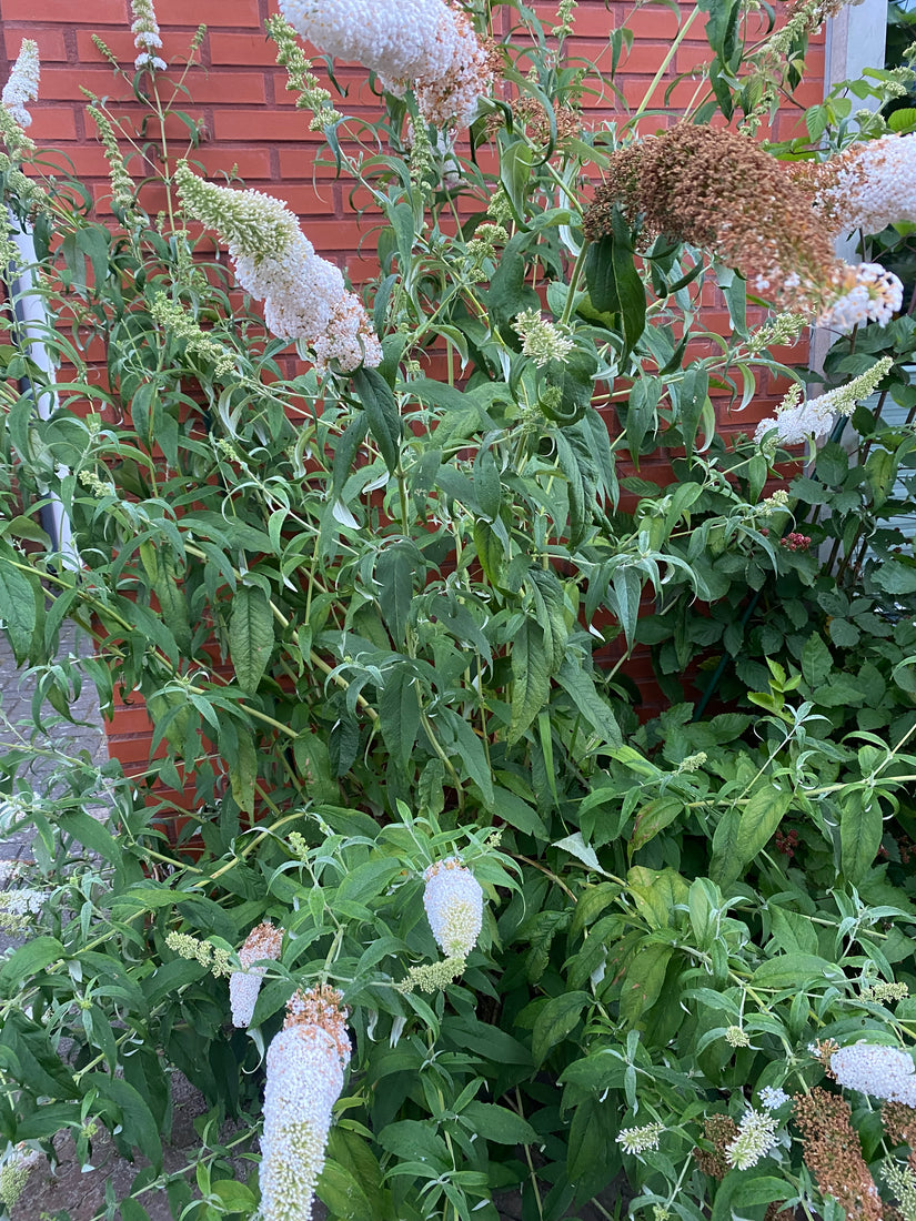 Vlinderstruik (wit) - Buddleja davidii 'White Profusion'