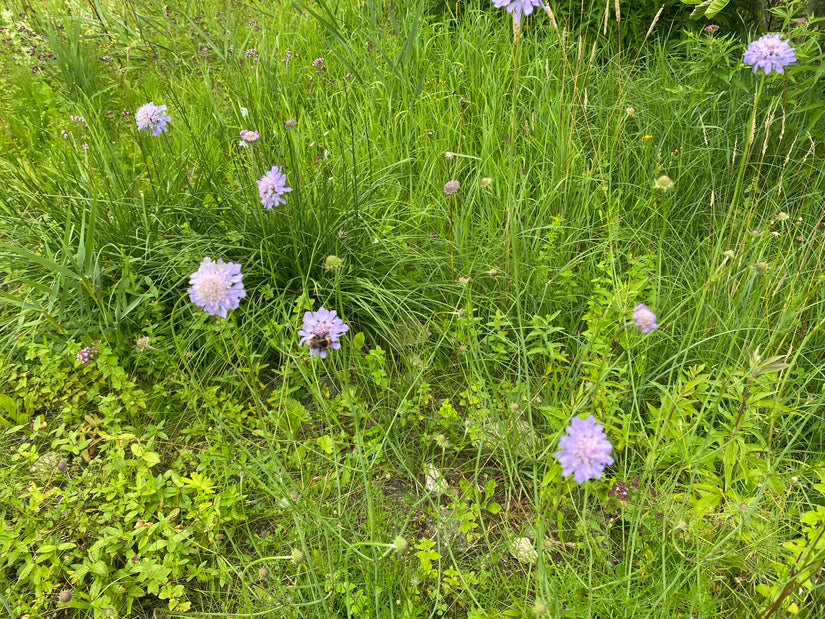 Beemdkroon - Knautia Arvensis