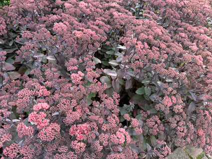 Vetkruid - Sedum 'Purple Emperor' (ook per/m2)