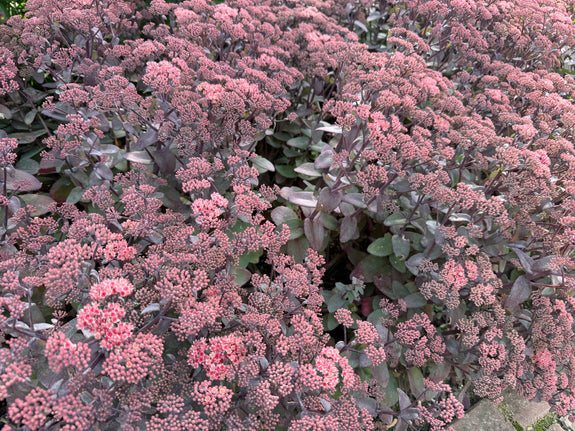 Vetkruid - Sedum 'Purple Emperor' (ook per/m2)