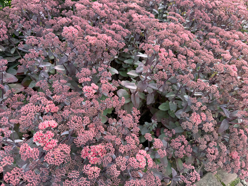 Vetkruid - Sedum 'Purple Emperor' (ook per/m2)