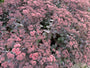 Vetkruid - Sedum 'Purple Emperor' (ook per/m2)