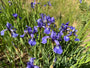 Siberische Lis - Iris Sibirica 'Blue King'