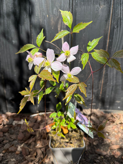 Biologische Bergbosrank (licht roze) - Clematis montana 'Rubens'