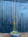 Berk - Betula Utilis 'Doorenbos'