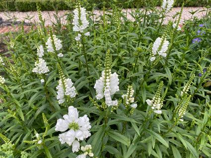 Scharnierbloem - Physostegia virginiana