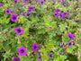 Hoge Ooievaarsbek - Geranium psilostemon
