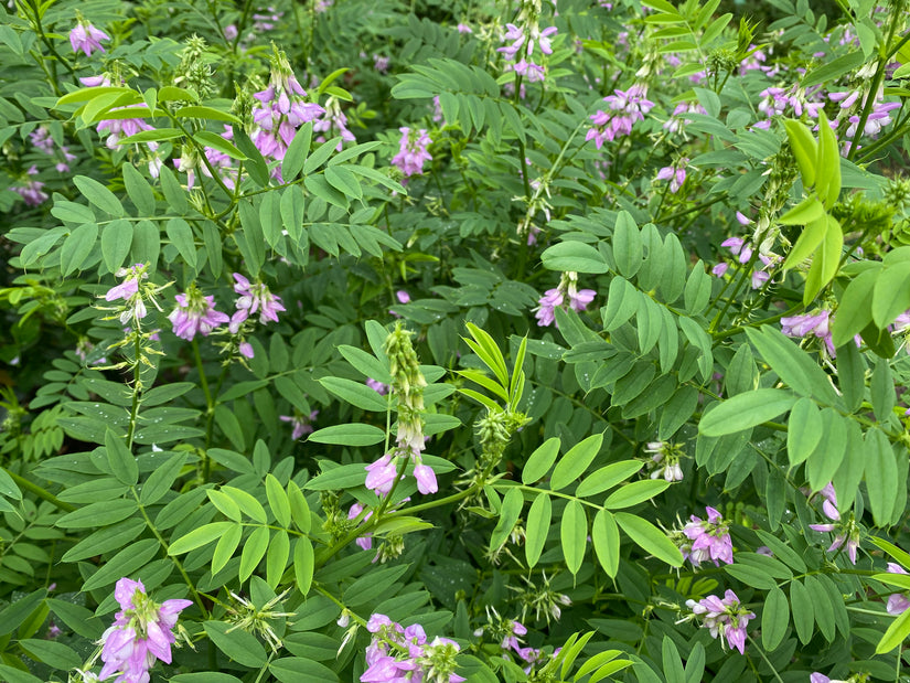 Geitenruit - Galega officinalis