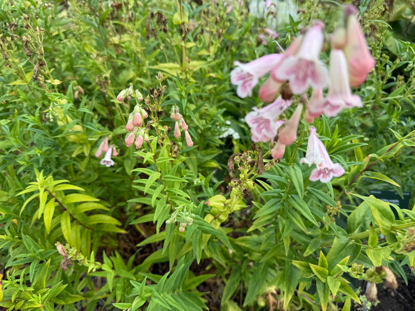 Slangenkop - Penstemon 'Apple Blossom'