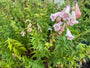 Slangenkop - Penstemon 'Apple Blossom'