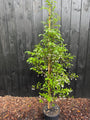 Japanse Storaxboom - Styrax japonicus 'Snowcone'