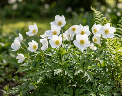 Witte anemoon (Hoogte 30 cm) - Anemone sylvestris