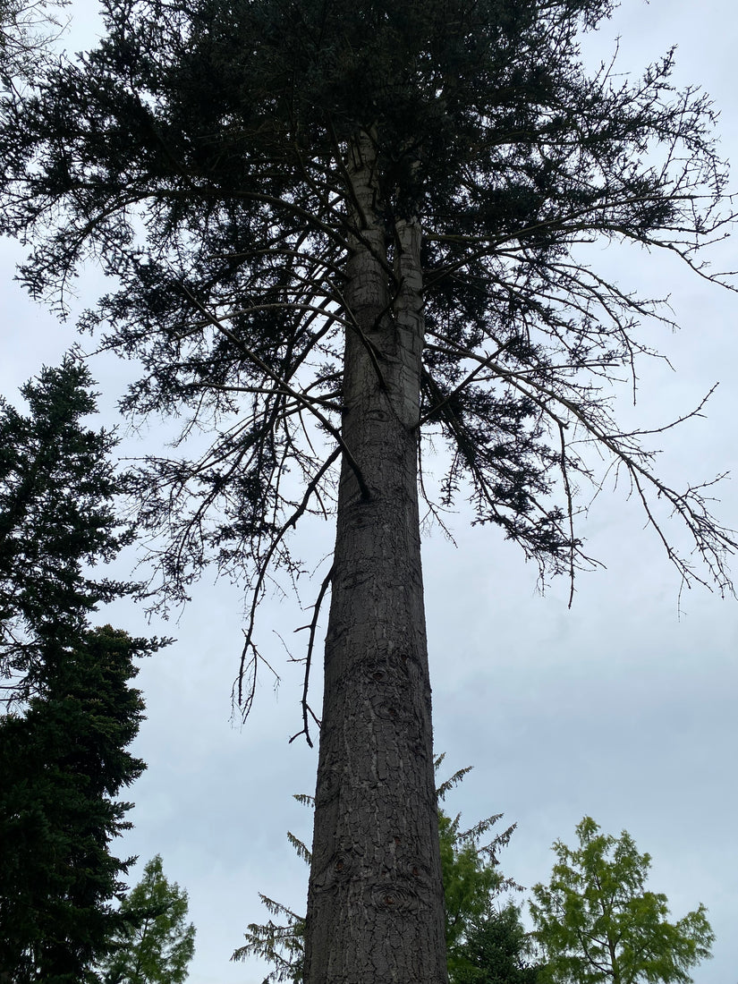 Edelspar - Abies procera 'Glauca'