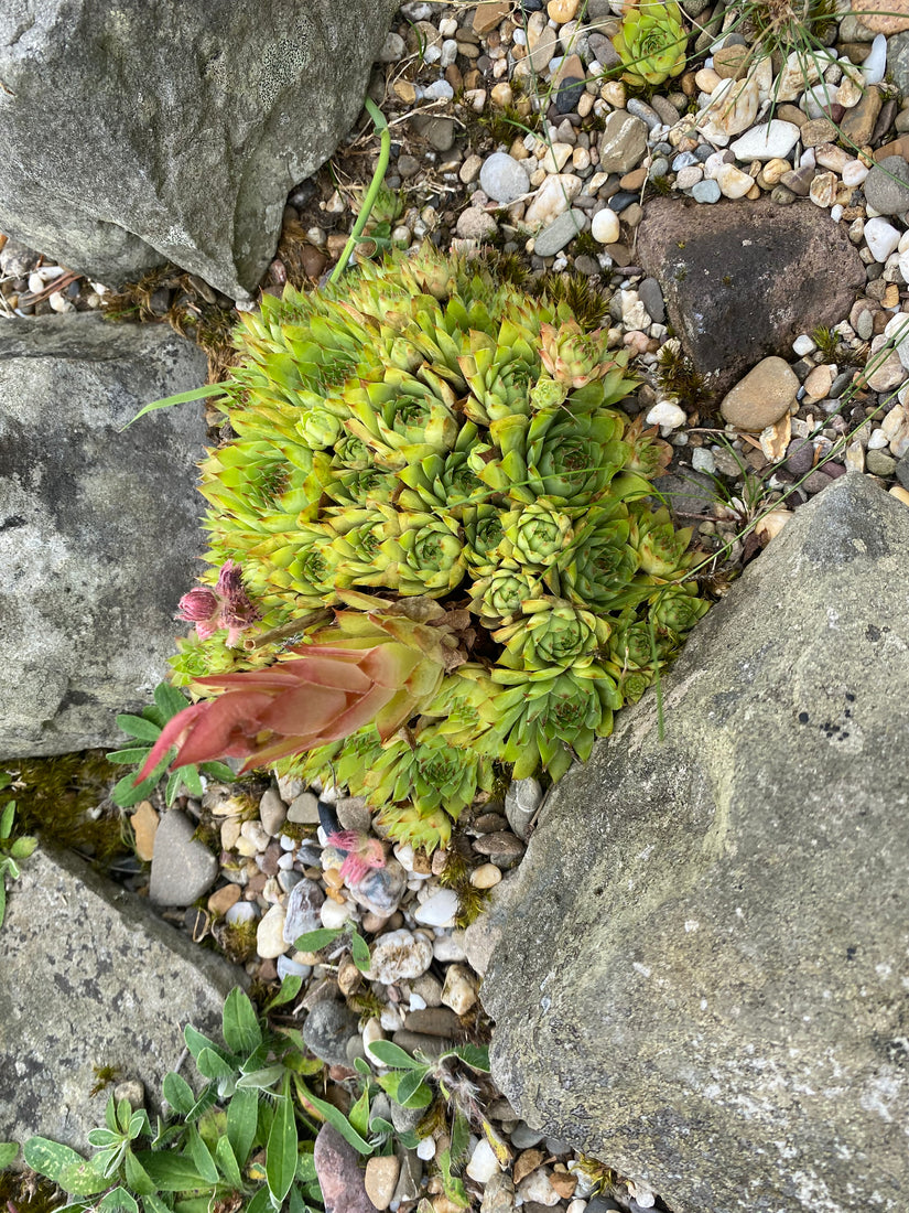 Donderblad - Sempervivum tectorum