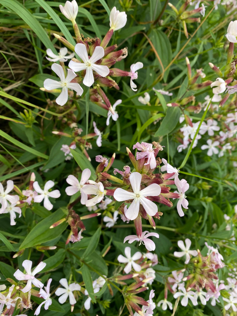 Zeepkruid - Saponaria officinalis