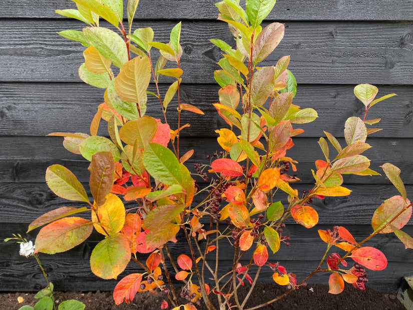 Zwarte appelbes - Aronia melanocarpa