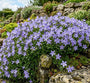 Klokjesbloem - Campanula Garganica