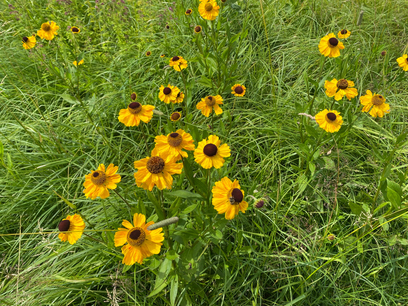 Zonnekruid - Helenium 'Zimbelstern'