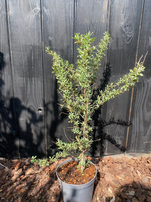 60-80 cm, C4
