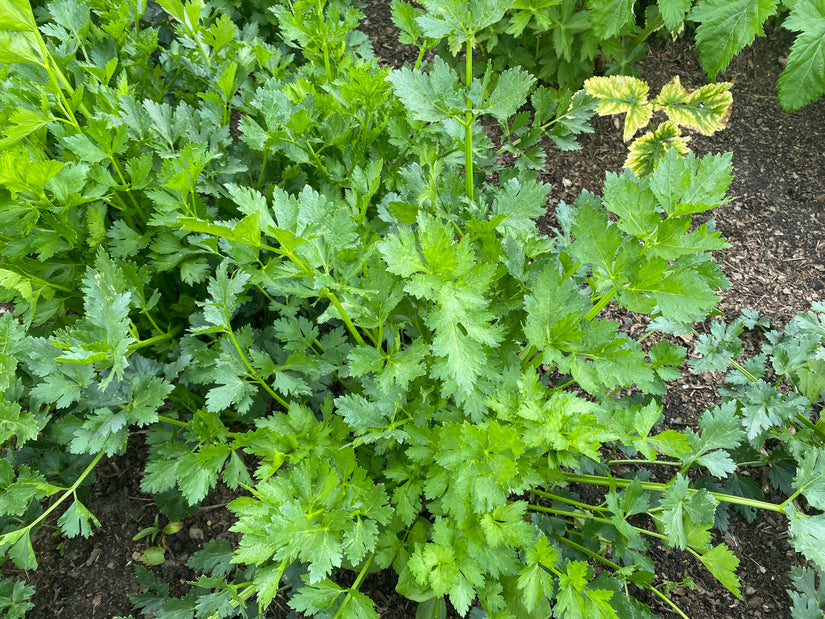 Groene selderij - Apium graveolens