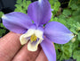 Akelei Blauw/Paars (Lage soort 30 cm) - Aquilegia flabellata 'Ministar'
