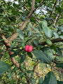 Wilde kardinaalsmuts - Euonymus europaeus