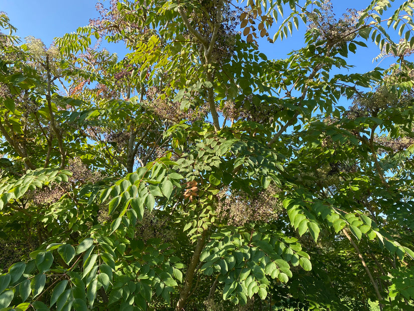 Chinese duivelswandelstok - Aralia chinensis