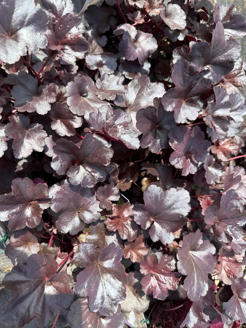 Purperklokje - Heuchera 'Obsidian' TIP