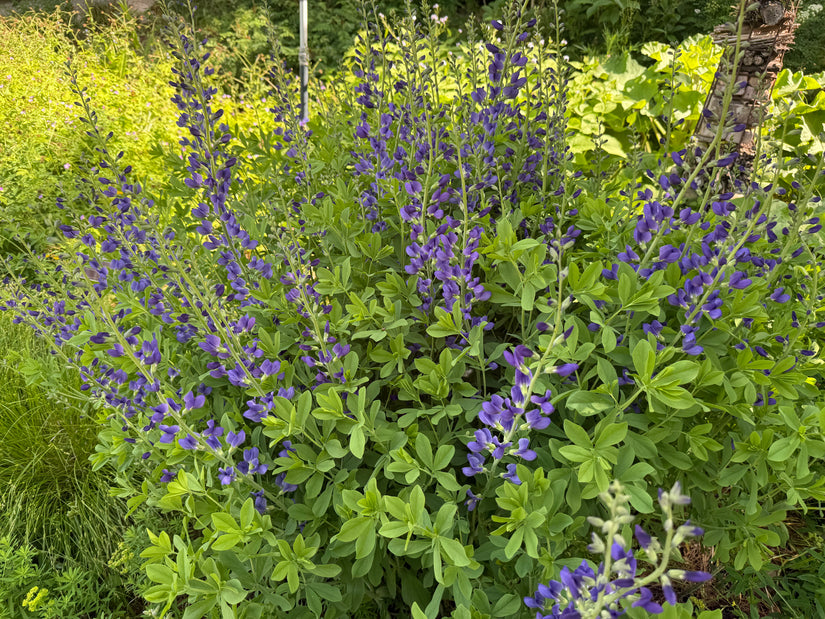 Valse Indigo Indigolupine - Baptisia australis