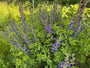 Valse Indigo Indigolupine - Baptisia australis