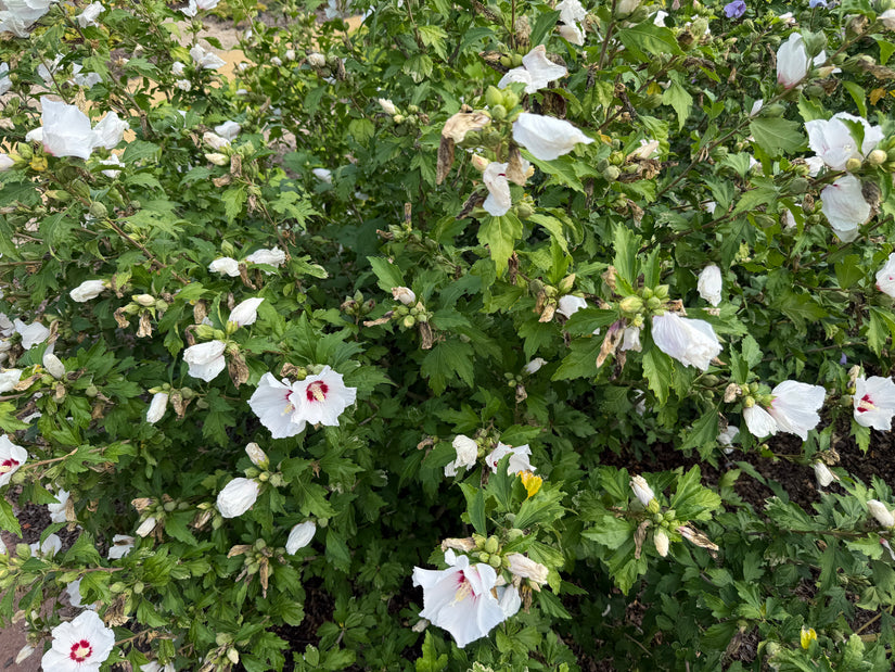 Heemstroos (rood) - Hibiscus syriacus 'Red Heart'
