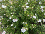 Heemstroos (rood) - Hibiscus syriacus 'Red Heart'