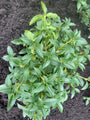 Schijnhulst - Osmanthus burkwoodii