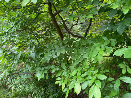 Koortsstruik - Lindera benzoin
