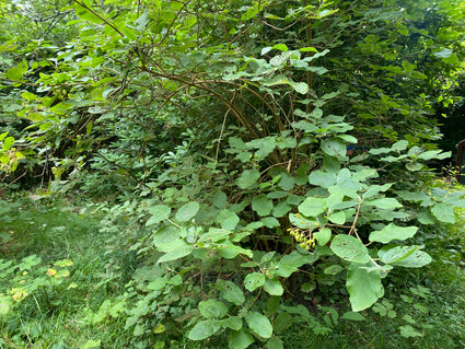 Perzisch ijzerhout (Struikvorm) - Parrotia persica