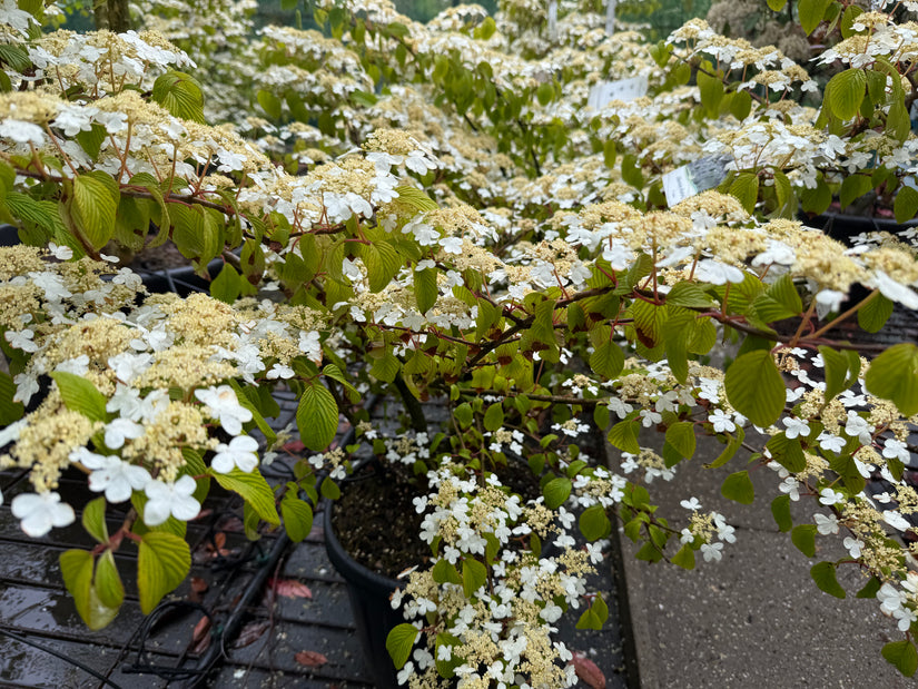 Japanse sneeuwbal - Viburnum plicatum 'St. Keverne'