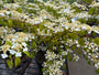Japanse sneeuwbal - Viburnum plicatum 'St. Keverne'