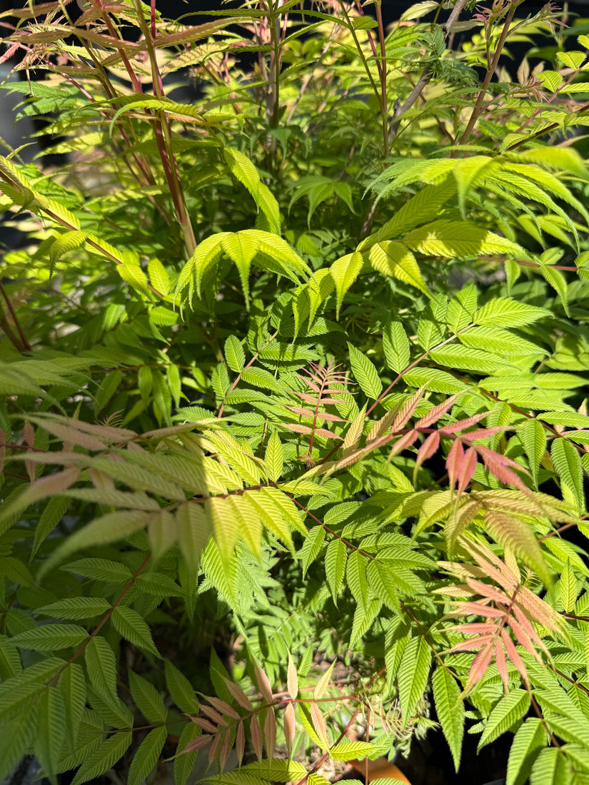 Lijsterbesspirea - Sorbaria sorbifolia 'Sem'