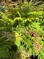 Lijsterbesspirea - Sorbaria sorbifolia 'Sem'