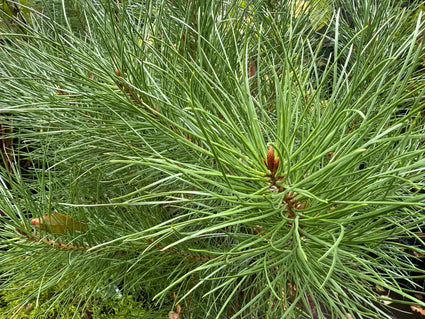 Parasolden - Pinus pinea (Pijnboompitten boom)