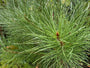 Parasolden - Pinus pinea (Pijnboompitten boom)