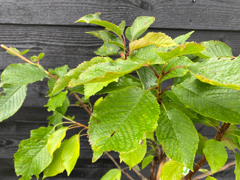 Kersenboom - Prunus Avium 'Kordia'