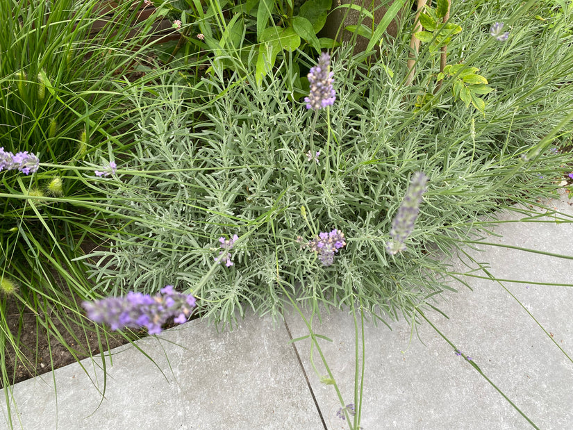 Lavendel (Paars) - Lavandula intermedia 'Dutch' Bijvriendelijk!