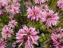Biologisch Bergamotplant - Monarda 'Beauty of Cobham'