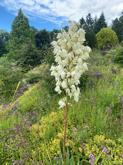 Palmlelie - Yucca filamentosa