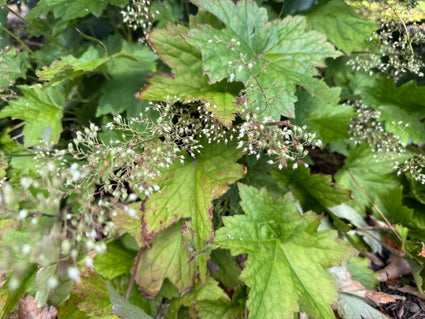 Purperklokje - Heuchera villosa