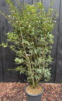 Wintergroene Schijnhulst - Osmanthus burkwoodii