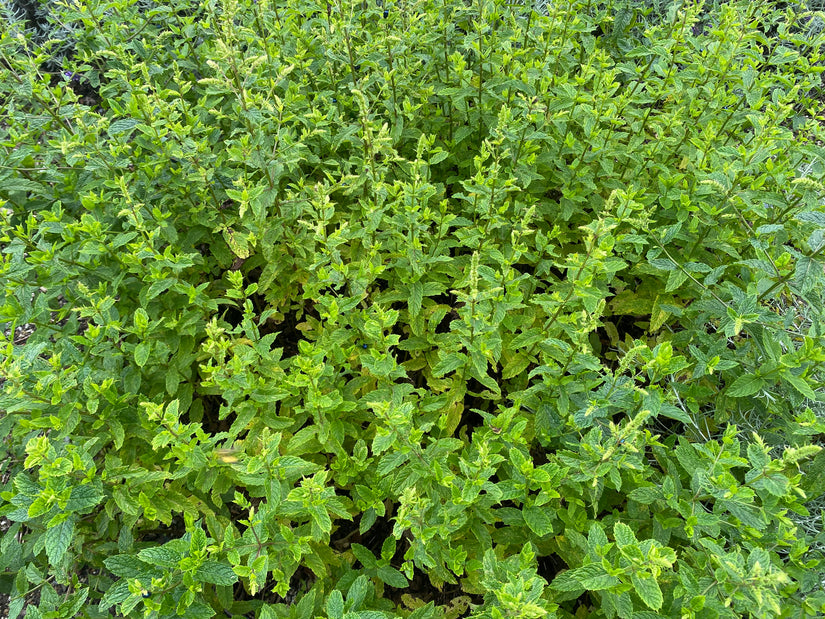 Marokkaanse munt - Mentha spicata 'Maroccan'