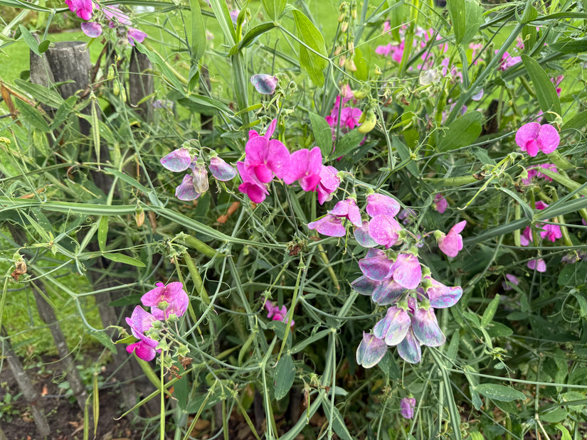 Brede lathyrus - Lathyrus latifolius 'Rosa Perle'