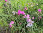 Brede lathyrus - Lathyrus latifolius 'Rosa Perle'